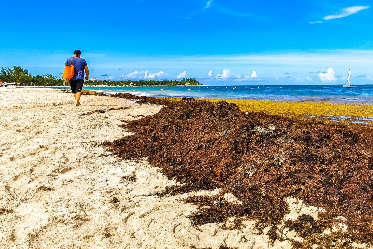 Playa Del Carmen Beaches Battle Another Threat Ahead Of Seaweed Season