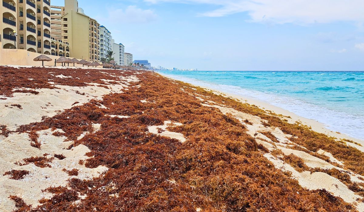 Cancun Area Sargassum Seaweed Updates 2024