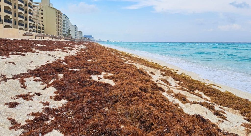 Cancun resorts prepare for massive influx of Sargassum seaweed