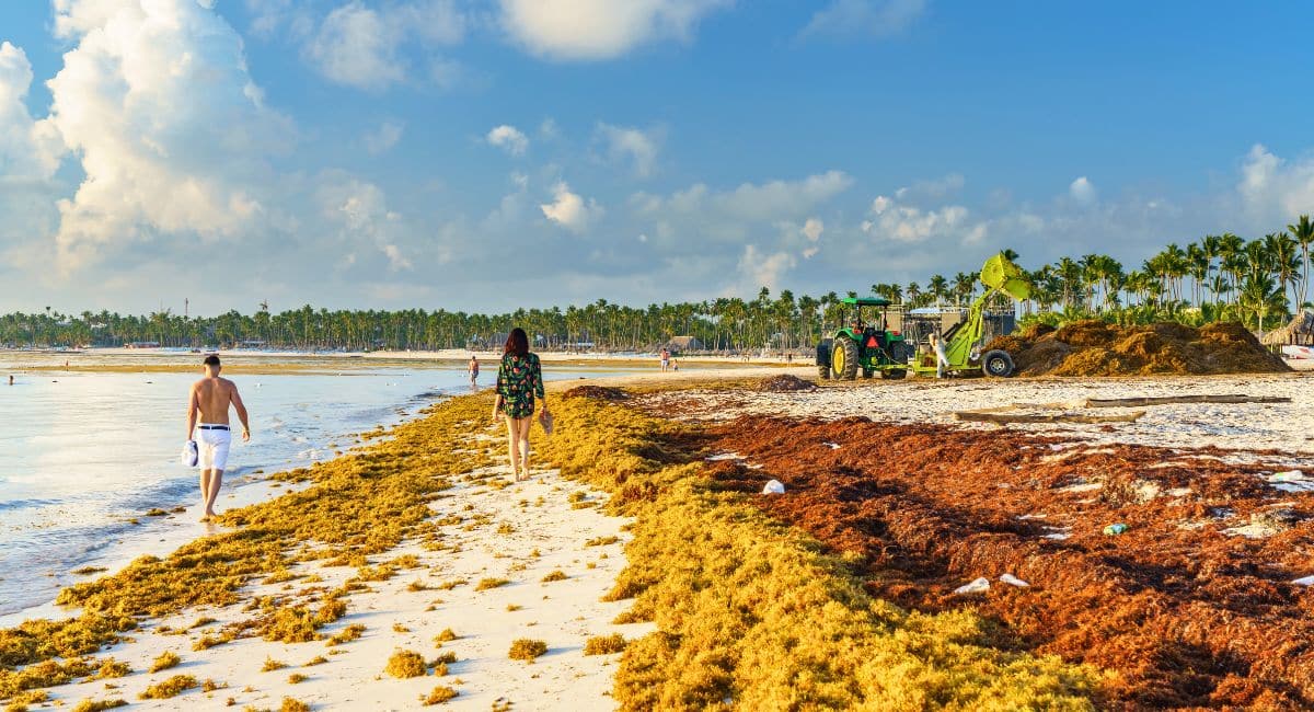 What You Need to Know About Sargassum Seaweed in the Dominican Republic in 2024