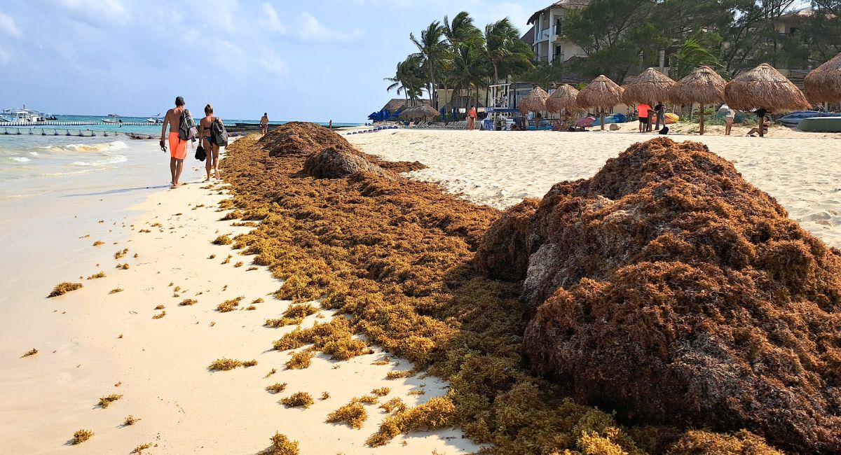 Mexican Caribbean Is Seeing Biggest Seaweed Arrival Of 2024