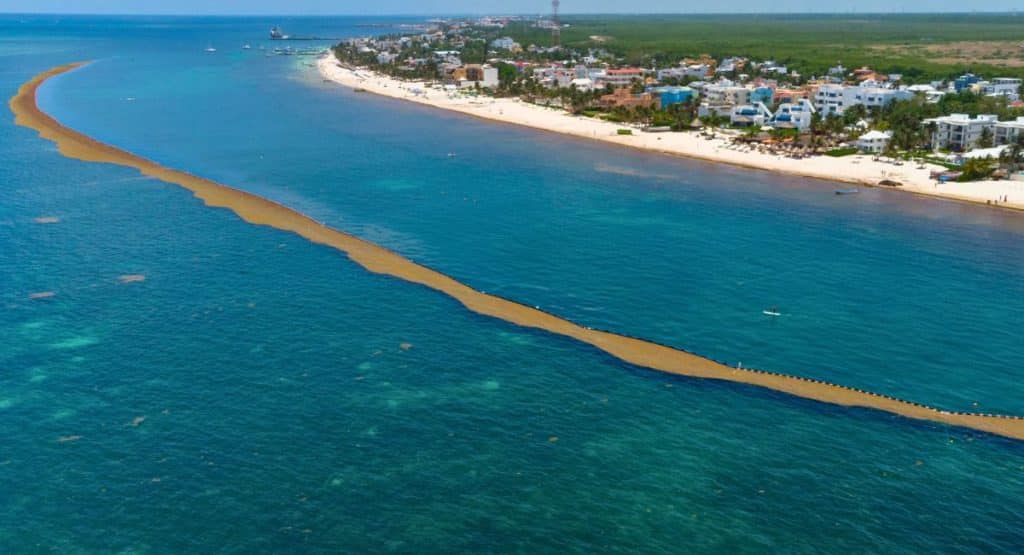 The Mexican Navy installs 8,600 meters of barriers to combat Sargassum in the Caribbean