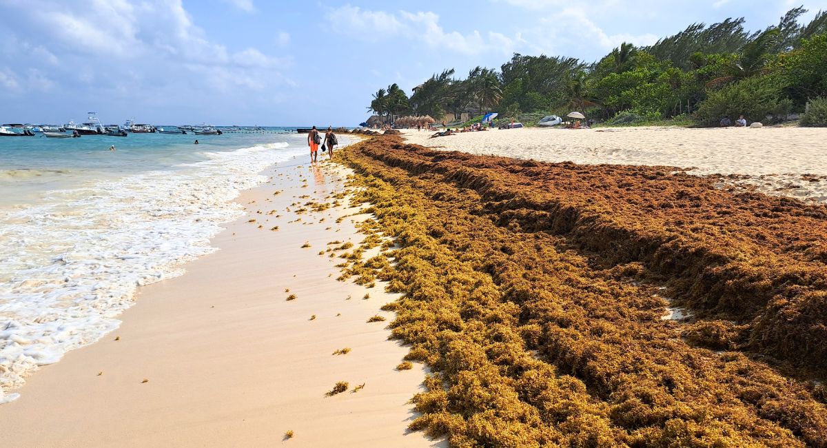 Mexico's Daily Seaweed Beach Photos & Updates: Cancun, PDC, Tulum, etc.