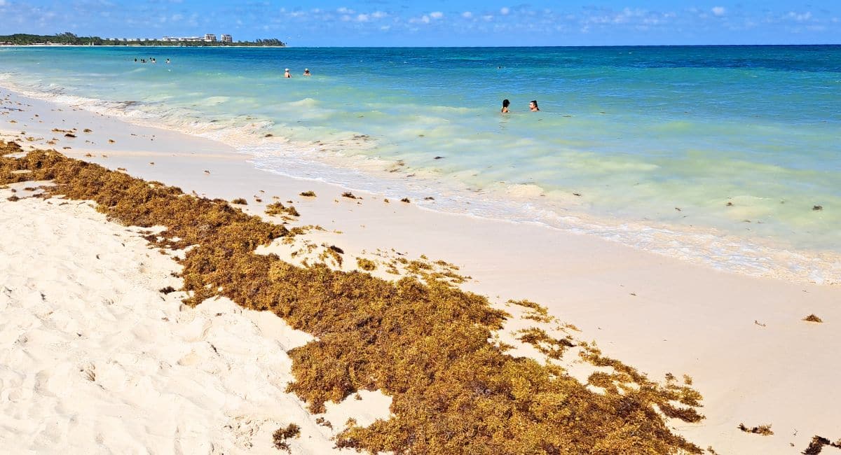 Playa Del Carmen To Start Receiving 300 Tons Of Seaweed A Day In Upcoming Weeks, Say Officials