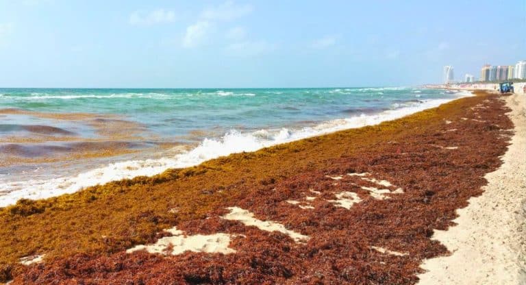 Sargassum Seaweed In Florida & Key West 2024