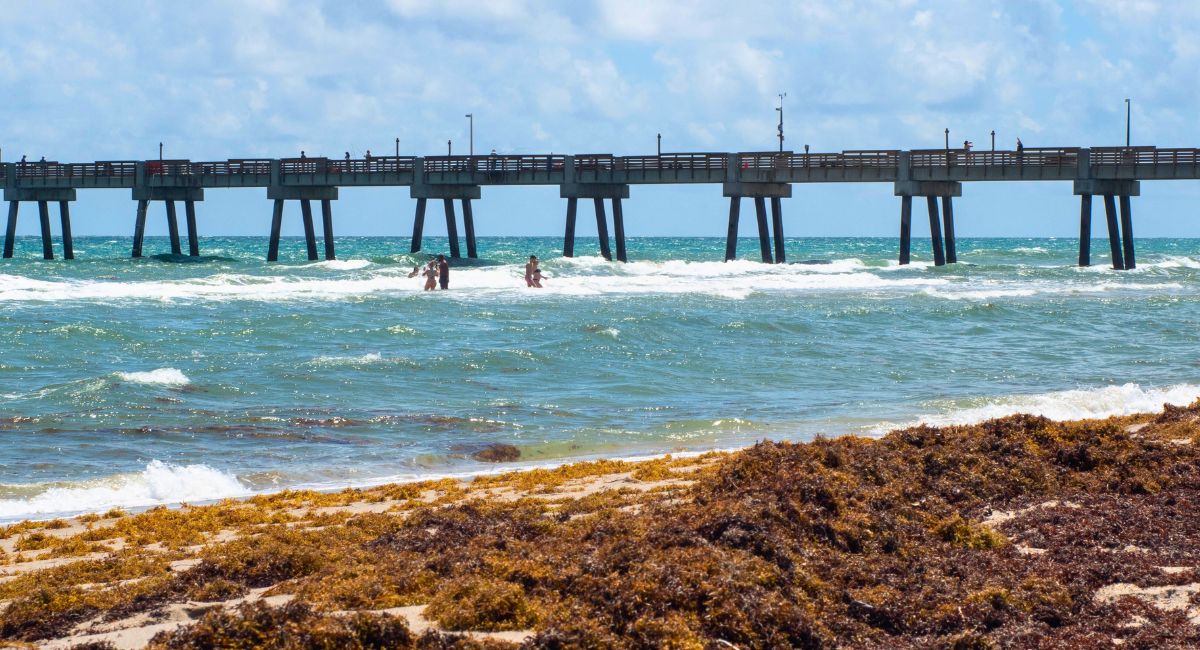 Sargassum Seaweed To Start Invading Florida Beaches In May