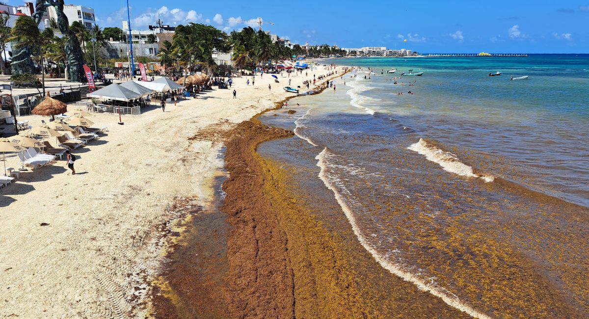 Shocking Videos Of Sargassum Invading This Popular Mexican Beach Town Go Viral