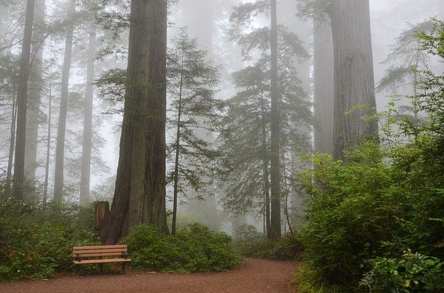sequoia - best campgrounds in california