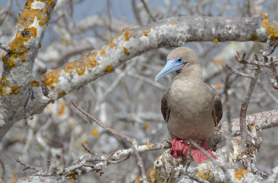 Galapagos Islands, Ecuador