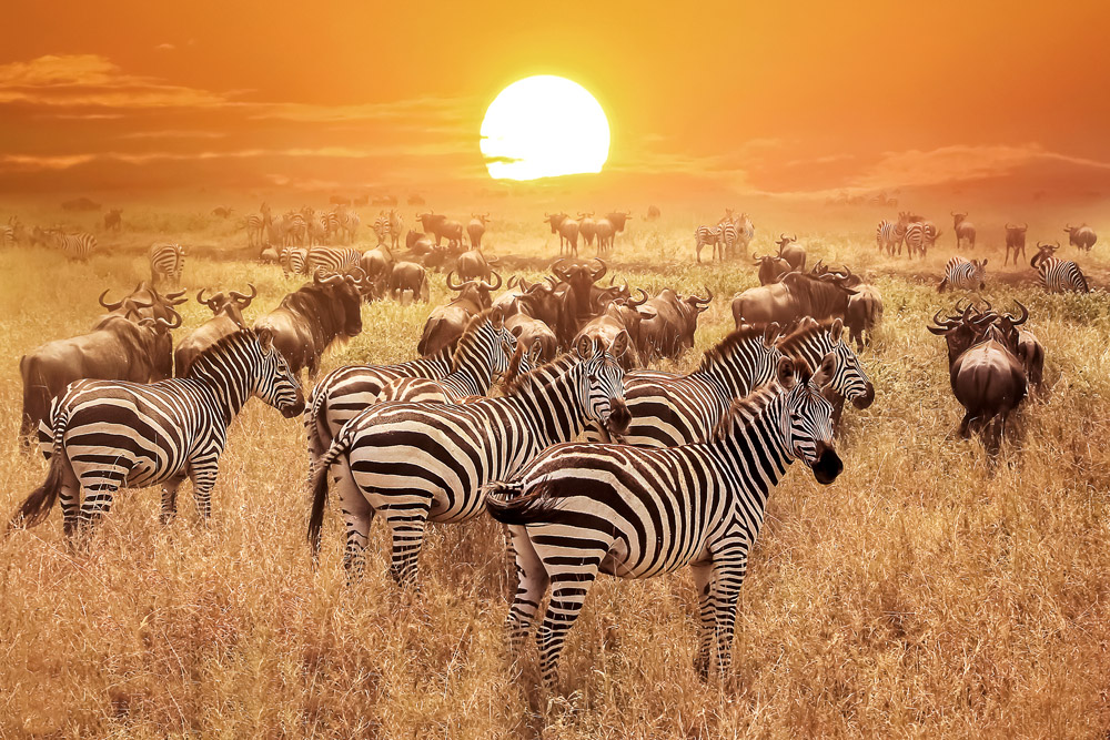 Serengeti National Park, Tanzania