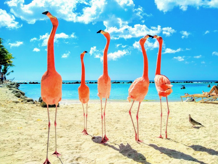 Flamingos på Aruba