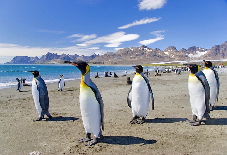 Falkland Islands - wildlife