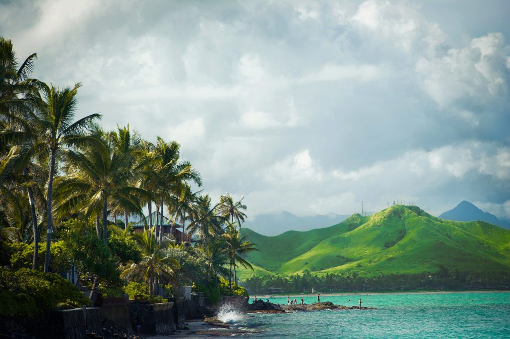 hawaii coast with palm trees