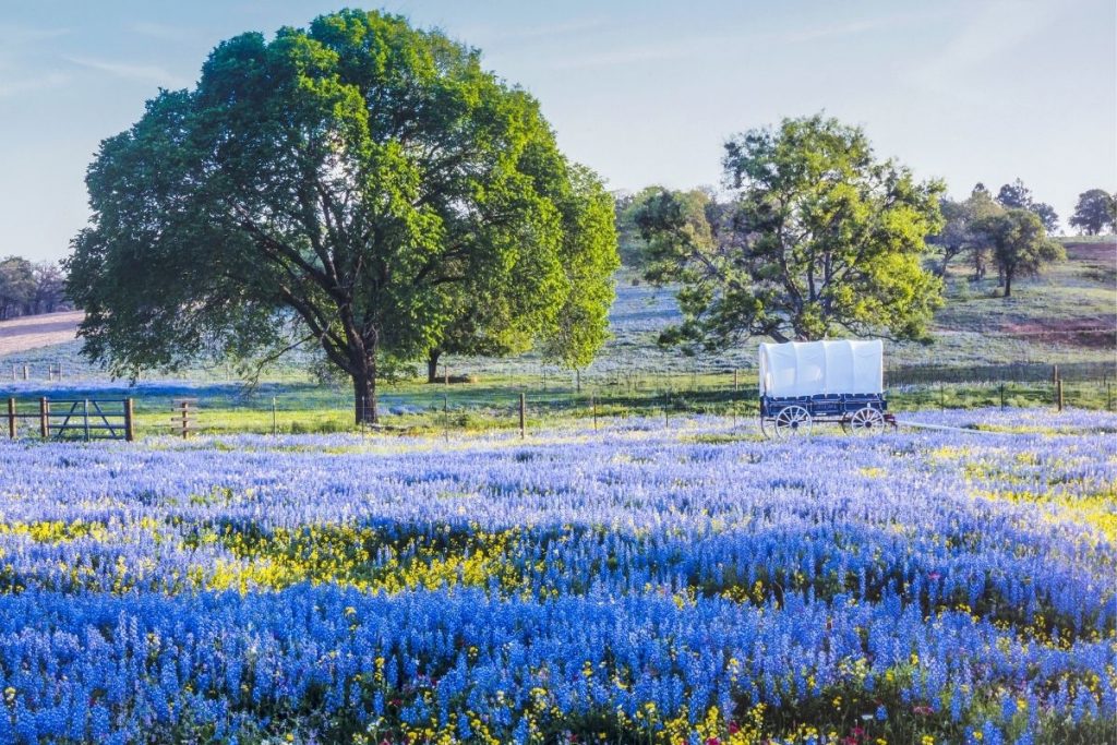 texas hill country in march