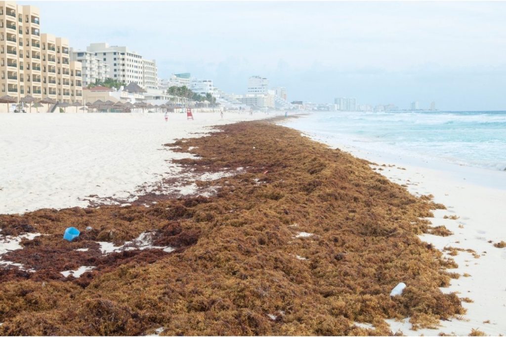 Sargassum-tångens ankomst hotar påsksäsongen på 30 bästa stränderna i Cancun