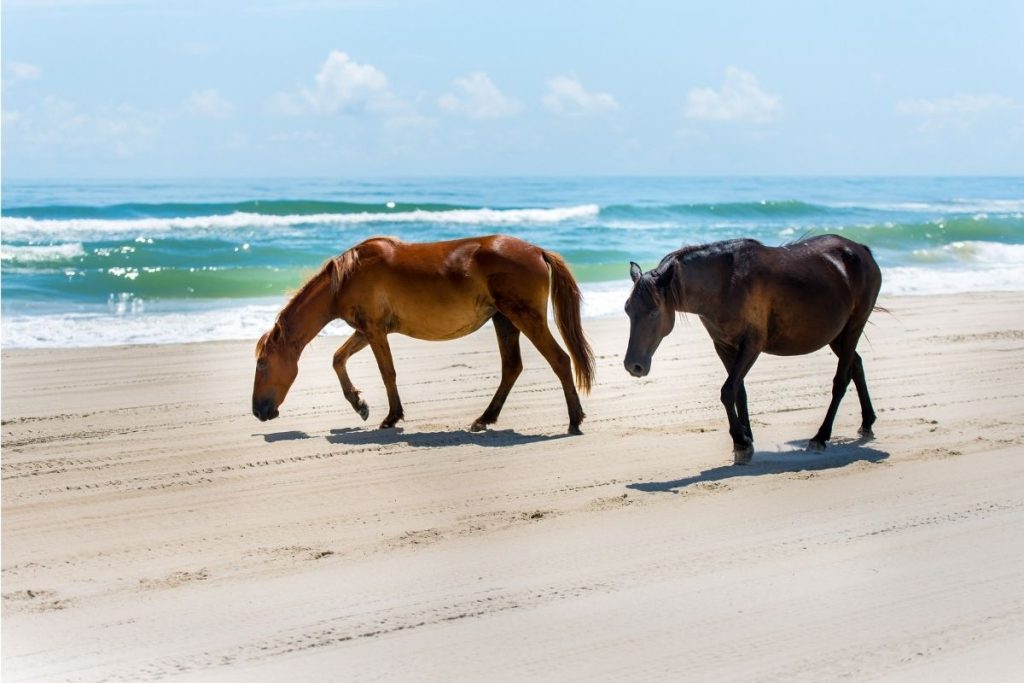 best nc beaches to visit