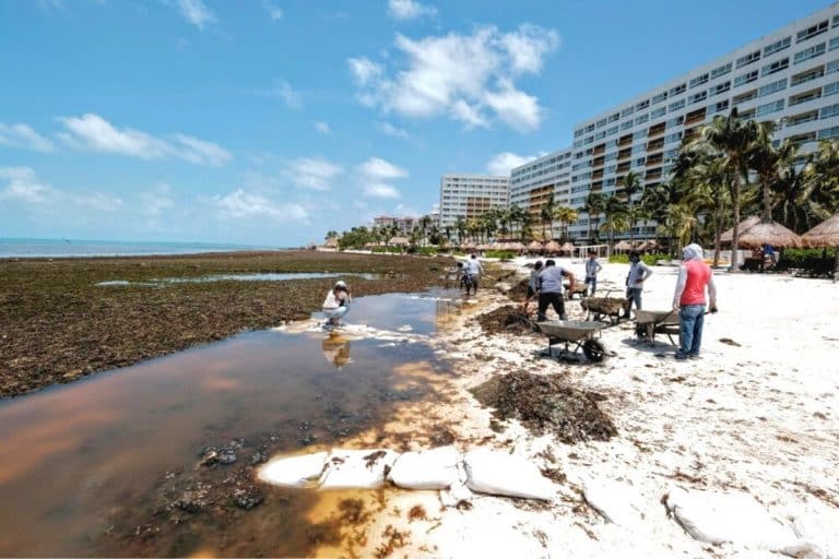 Cancun Forecast Shows Worst Seaweed Sargassum Season In The Last 5 Years 