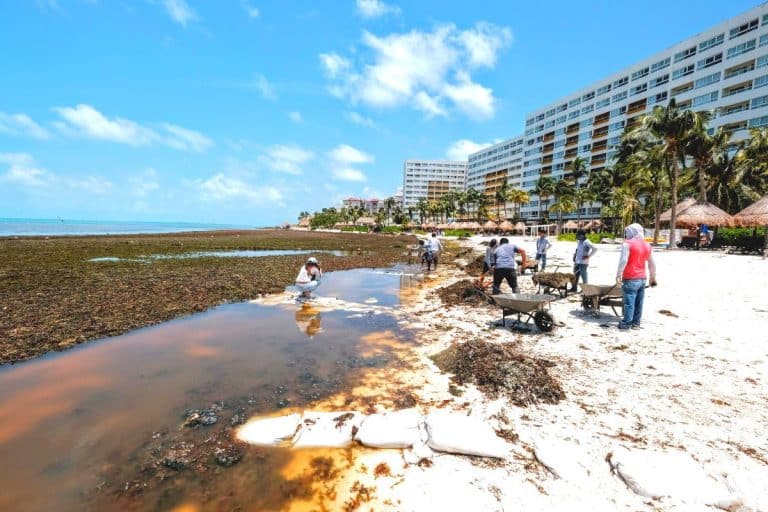 Mexican Caribbean About To See A Peak Of Seaweed Levels