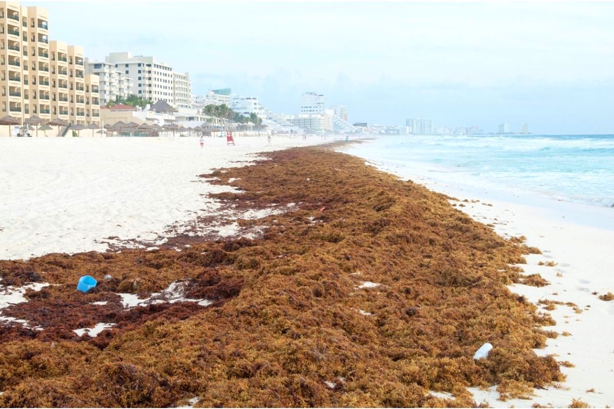 when seaweed season ends in cancun