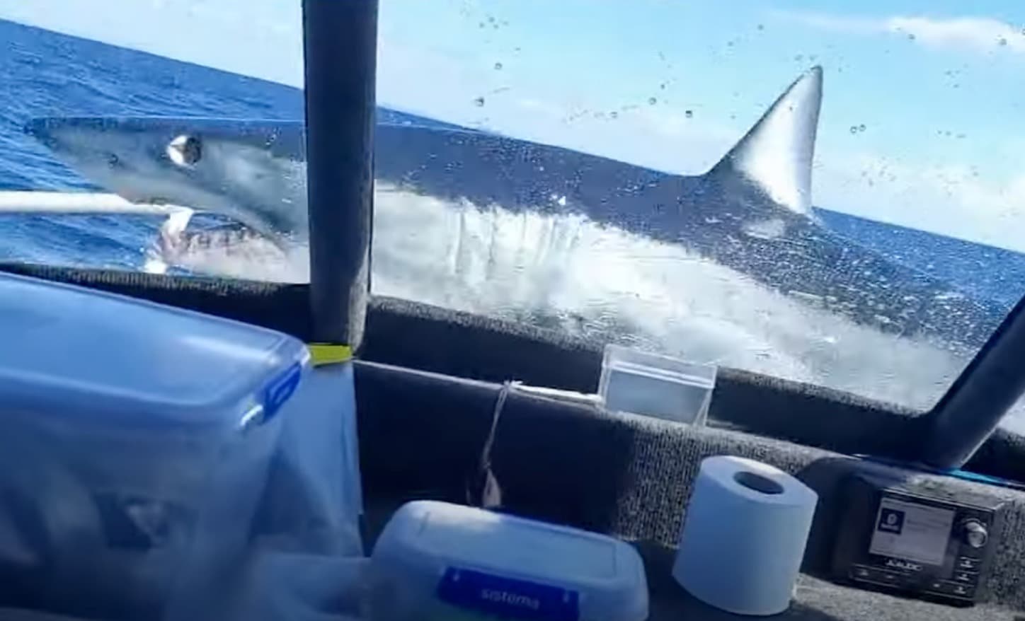 Shark Jumps Onto Fishing Boat Off New Zealand Coast