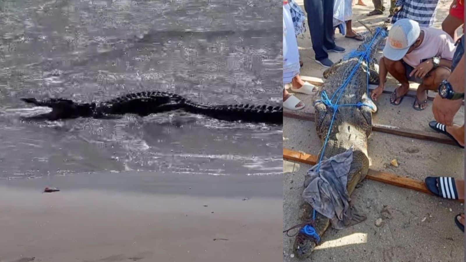 VIDEO: 3-Meter-Long Crocodile Appears On Bali's Popular Beach