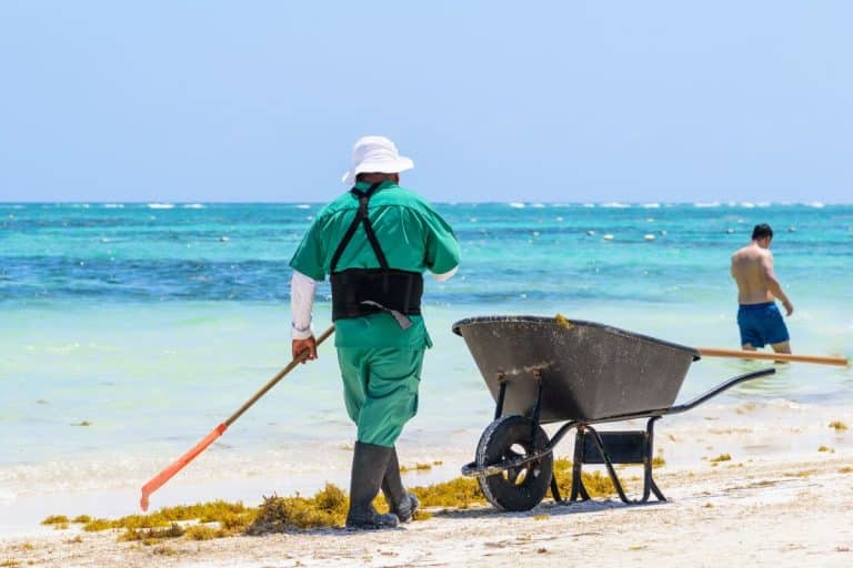 New Study Predicts Decline In Seaweed On Cancun Beaches in 2023