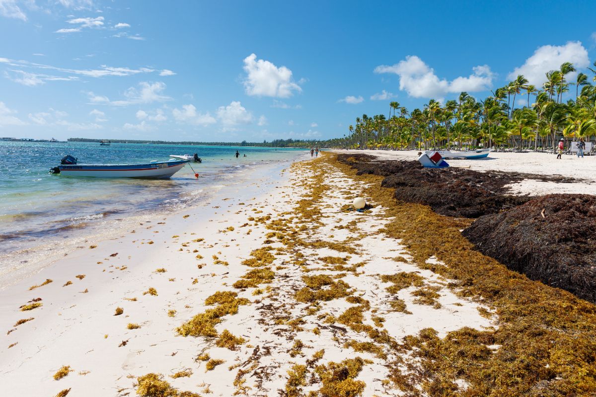 Cancun Has A New Plan To Drastically Reduce Sargassum Levels This Year