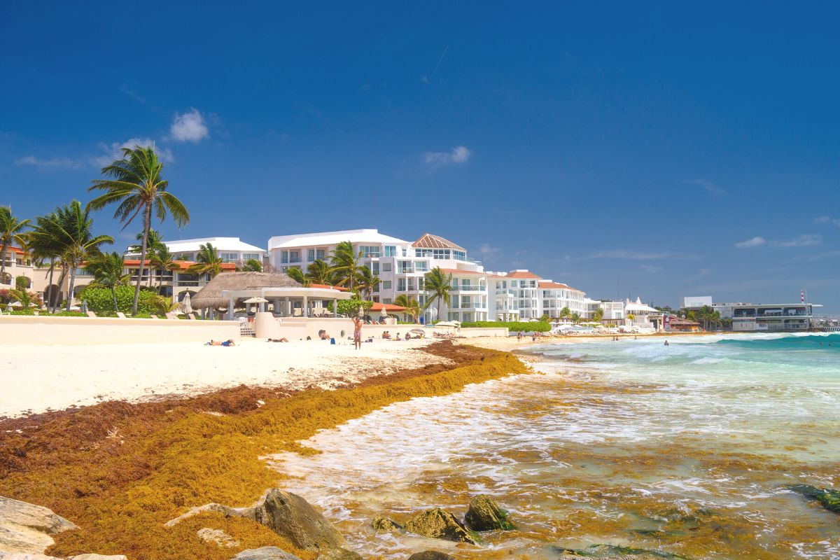 Cancun Under Red Alert As Sargassum Invades Surrounding Beaches