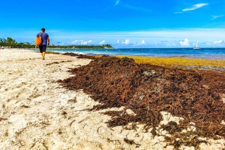 Playa Del Carmen Battles Sargassum Crisis As Tourists Watch Beaches Disappear