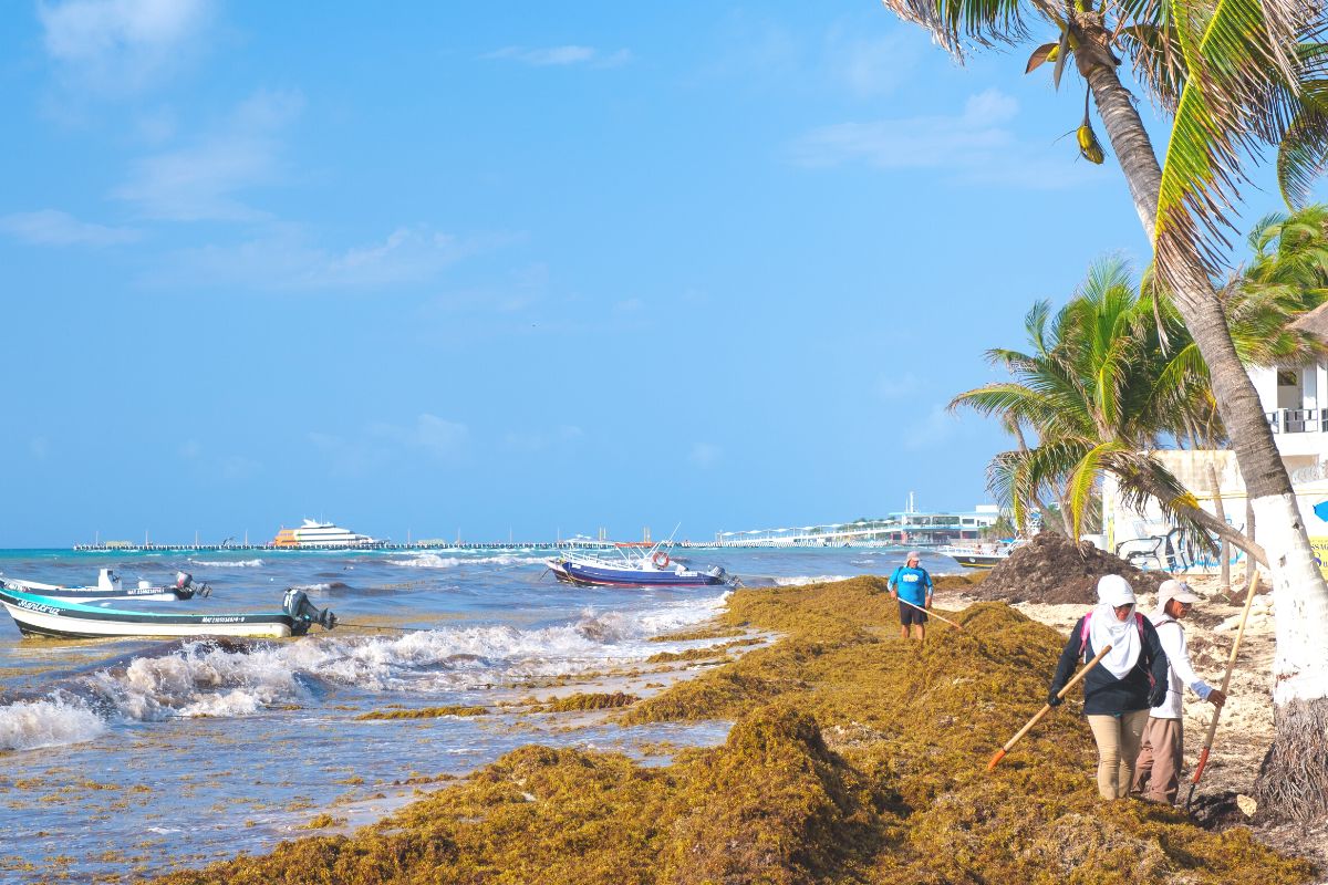 Sargassum In The Mexican Caribbean Expected To Double In 2023