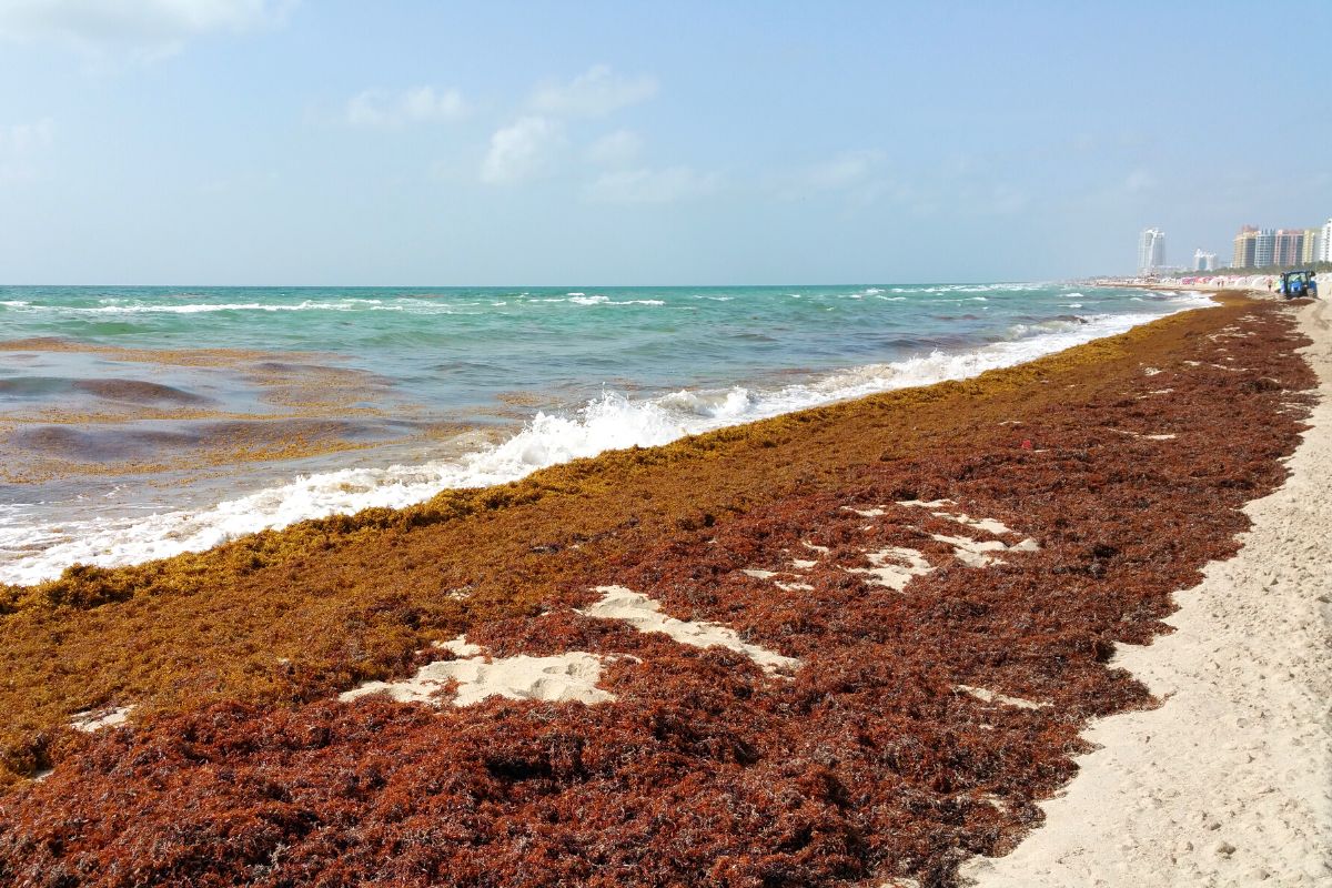 Sargassum Seaweed To Cover Florida's Beaches In Record Amounts In 2023