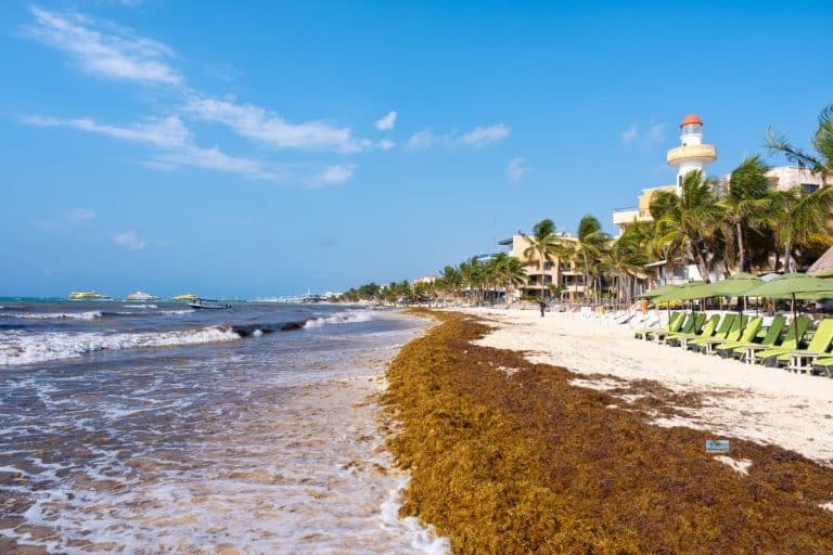 3 Feet Of Sargassum Is Expected To Wash Ashore On Cancun Beaches This Week