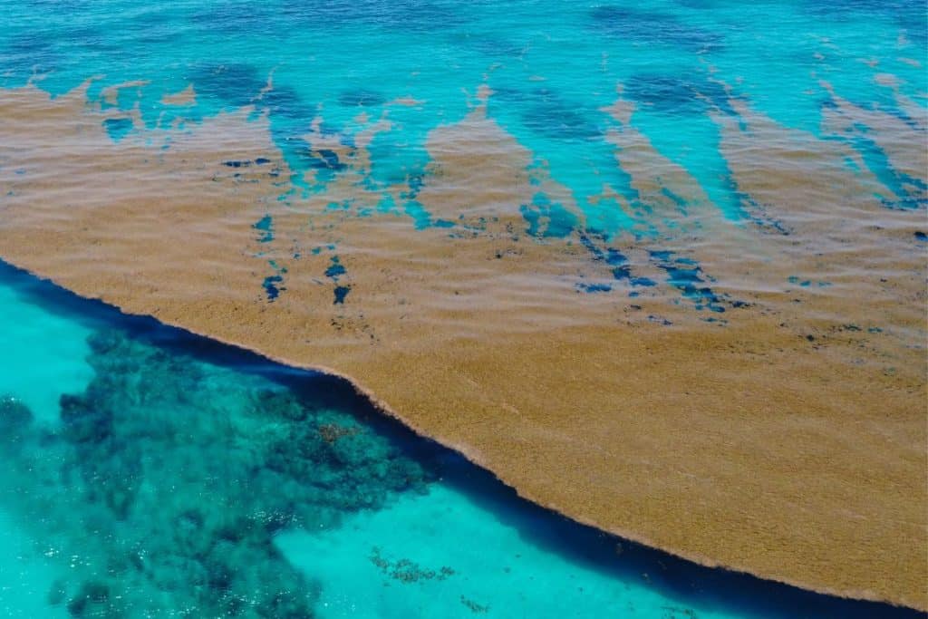 Blob de algas marinhas de 5.000 milhas indo para a Flórida, México e República Dominicana