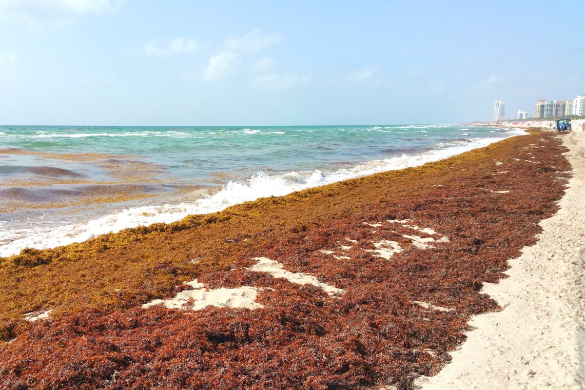 Massive Amounts Of Sargassum Seaweed Starts Washing Ashore Florida Beaches