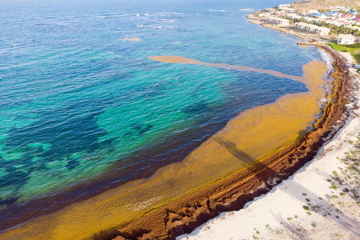 These Are Possible Alternative Uses Of Sargassum Heading To Florida, According To A New Startup