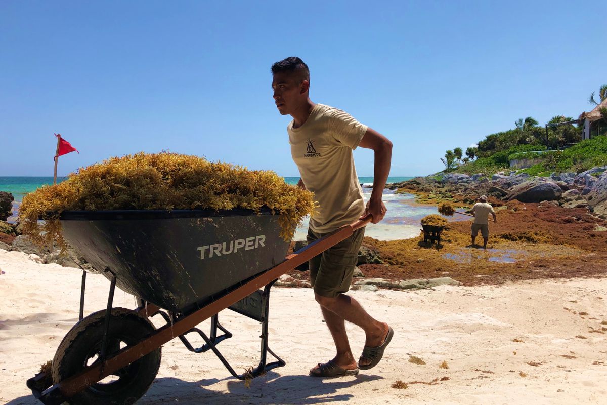 Florida, Mexico, And Caribbean Expecting Record-Breaking Sargassum Seaweed Arrival