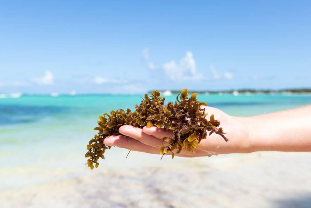 Is The Sargassum Seaweed Covering Florida's Beaches Dangerous For Humans?