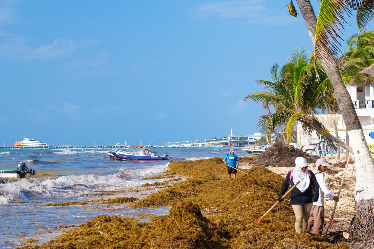 Level 7 Alert Due To Increased Arrival Of Sargassum In Playa del Carmen