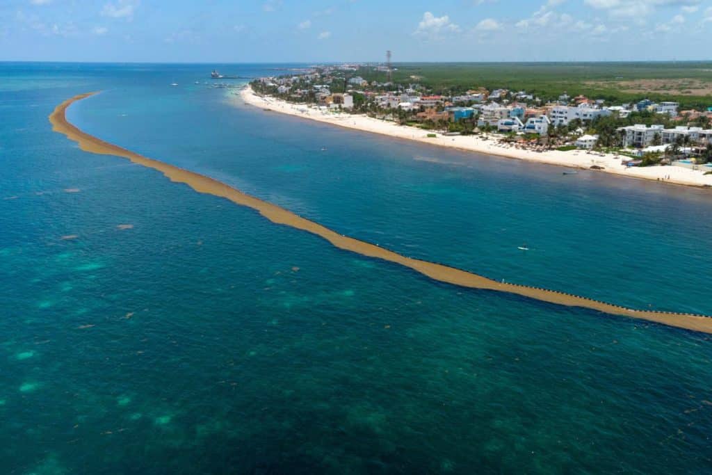 Mexican Navy Adding Over 9,000 Meters Of Anti-Sargassum Barriers In The Caribbean
