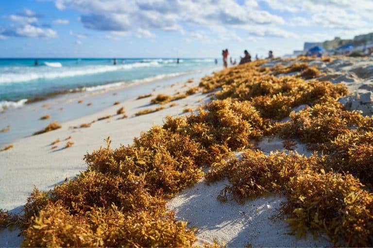 Visit Florida Provides Vital Support To Businesses Affected By Sargassum Invasion