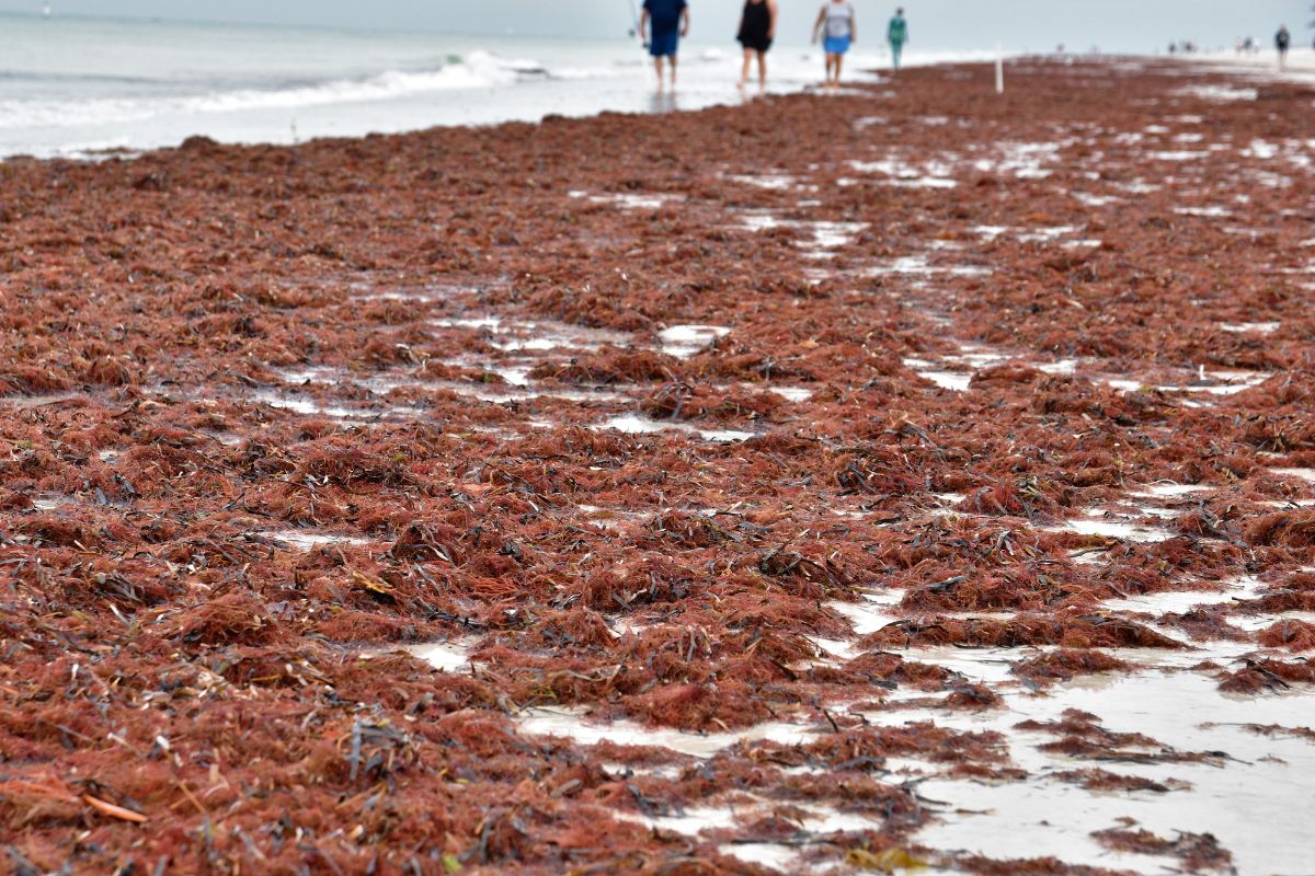 West Florida’s Beaches Under Threat Due To The Spread Of Seaweed Sargassum
