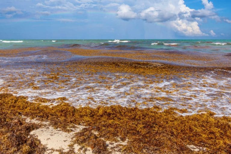 What Is Sargassum And Why It Is Coming To Florida - All To Know
