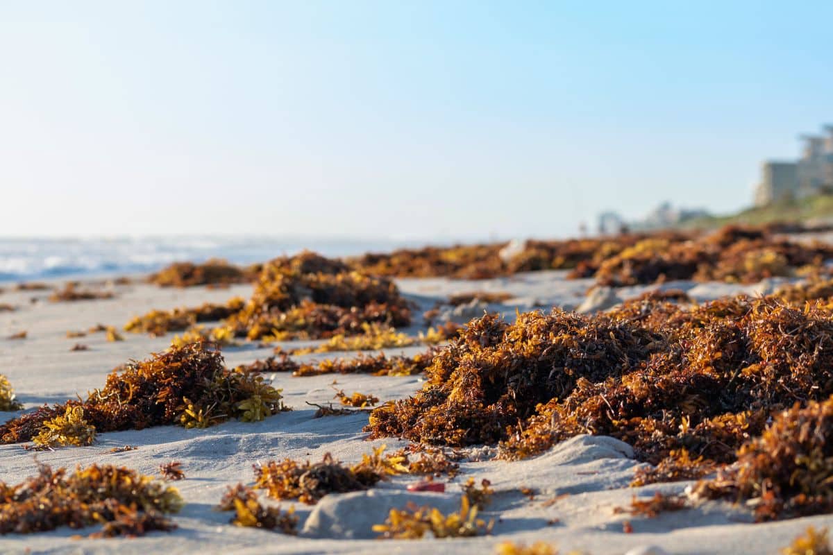 Florida’s Beaches May Have Seaweed Containing Harmful Bacteria