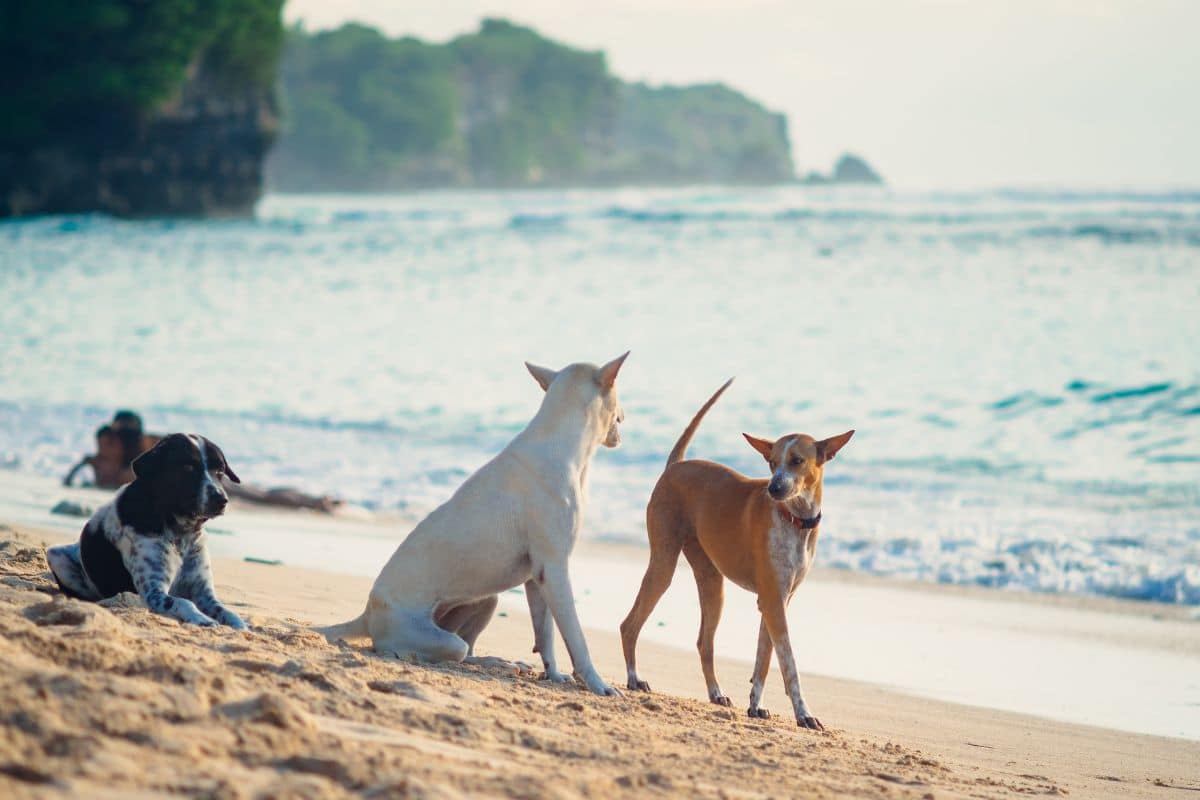 Bali Launches A Plan To Combat Rabies Outbreak And Protect Tourists
