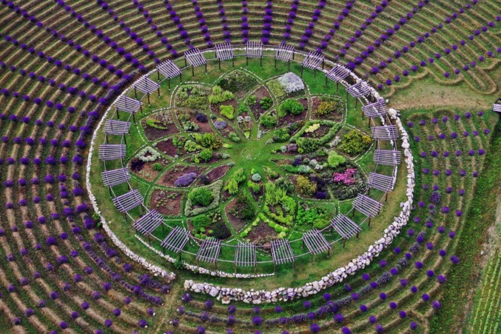 Blooming Mystical Lavender Labyrinth