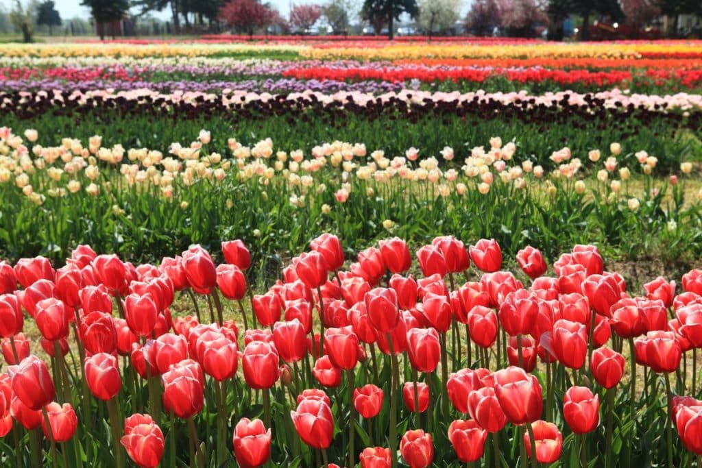 Veldheer Tulip Gardens