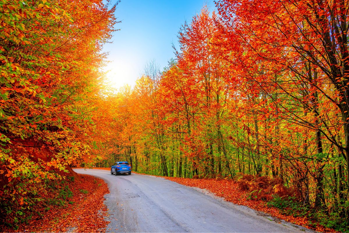 Ontario's TOP 3 Scenic Fall Road Trips For Spectacular Foliage