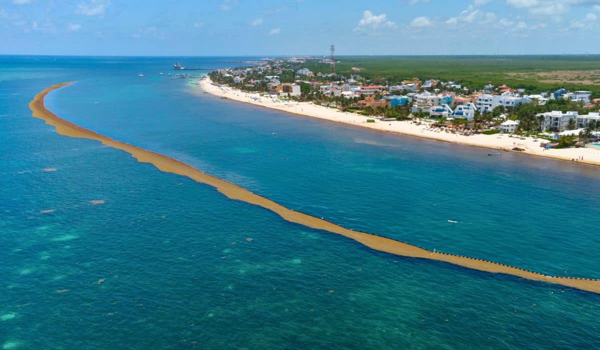 Massive Influx Of Seaweed Prompts Installation Of Anti-Sargassum Barriers In Mexican Caribbean