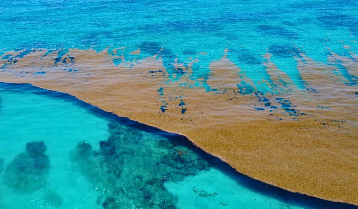 New Record-Size Sargassum Threatens To Invade Florida And The Caribbean Soon