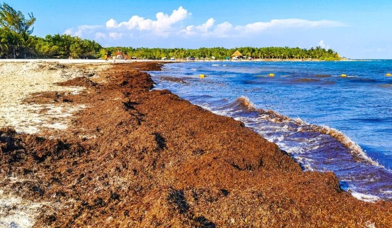 Scientists Warn About Increased Sargassum Levels In Mexican Caribbean For 2024